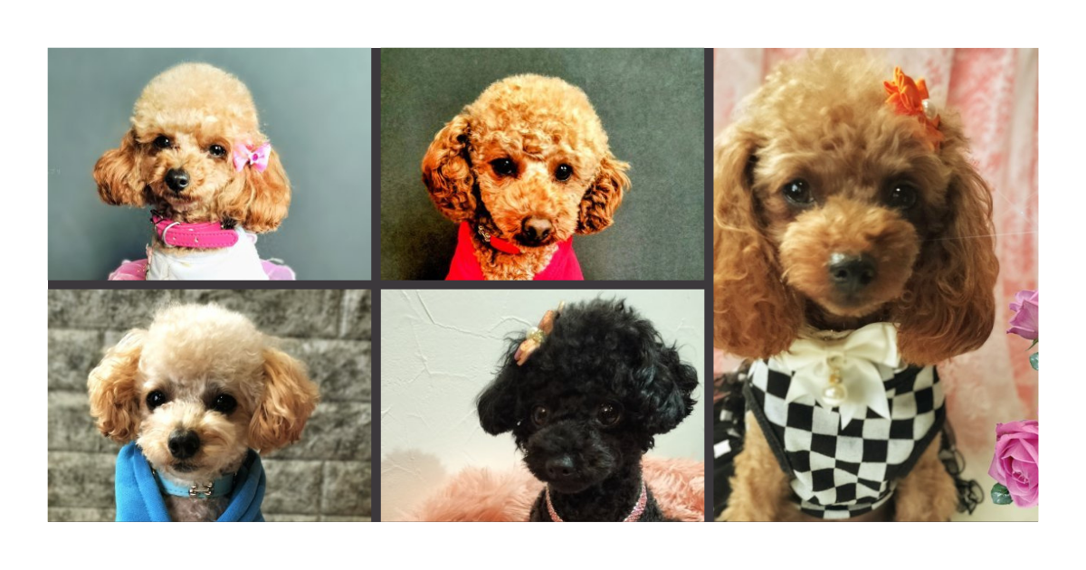 Pretty Poodleの親犬たちをご紹介｜可愛いトイプードルファミリー | Prettey Poodle